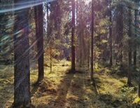 Лесной массив "Старая граница" 02.jpg