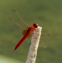 2015.08.07.-01-Anglersee Huettenfeld-Lampertheim--Feuerlibelle-Maennchen.jpg