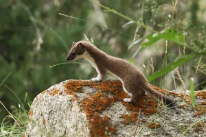 A Stoat, Mustela erminea in wild Jispa, Himachal Pradesh India.jpg