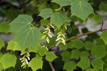 Acer tegmentosum1.jpg