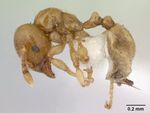 Allomerus decemarticulatus casent0178477 profile 1.jpg