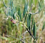 Andromeda polifolia, Pancake Bay PP.jpg
