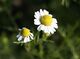 Chamomile flowers.jpg