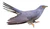 Common Cuckoo by Mike McKenzie white background.jpg