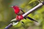 Crimson sunbird.jpg