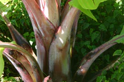 Ensete ventricosum01.jpg