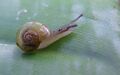 Flat shelled snail Chatswood West.JPG