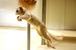 Galago moholi.jpg