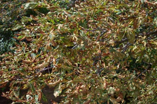 Jírovec maďal napadený klíněnkou 1 (Praha-Nové Město).JPG