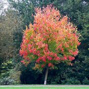 Maple tree, Coate Water country park, Swindon - geograph.org.uk - 572323.jpg