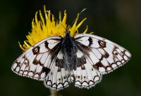 Melanargia russiae 2.jpg