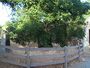 Oak of the golden dream.jpg