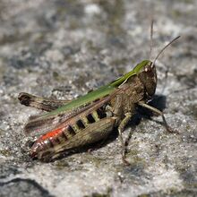 Omocestus ventralisDSC09002.jpg