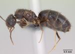 Paratrechina vividula casent0058913 profile 1.jpg