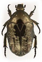 Protaetia marmorata.jpg