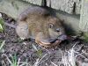 Rattus norvegicus 2.jpg