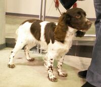 Rosyjski spaniel myśliwski MB 01.jpg