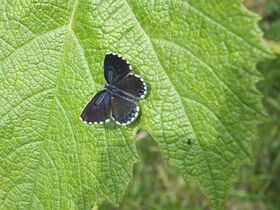 Scolitantides orion 01.JPG