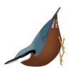 Sitta cinnamoventris.png