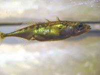 Stickleback Gasterosteus aculeatus 2.jpg