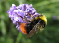 Bombus pratorum-01 (xndr).jpg