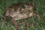 Bufo marinus 1.jpg