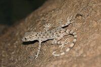 Cyrtopodion longipes.jpeg