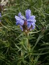 Dracocephalum ruyschiana 02.jpg