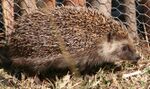 Hedgehogright.jpg