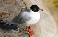 Larus melanocephalus -Zwin (Belgium).jpg
