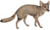 Lycalopex griseus.png