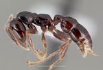 Onychomyrmex hedleyi casent0003164 profile 1.jpg