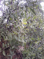 Osyris quadripartita.jpg