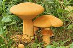 Phaeolepiota aurea 10866-83fabfaacdf92ca2ba5a395f175754a4.jpg