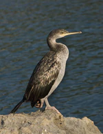 Phalacrocorax aristotelis desmarestii.jpg
