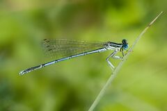 Platycnemis pennipes 1(loz).JPG
