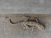 Ptyodactylus dhofarensis 60067545.jpg