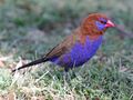 Purple Grenadier male RWD3.jpg