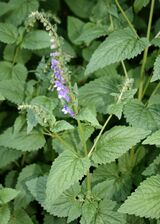 Scutellaria altissima.jpg
