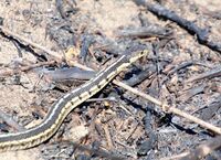 Thamnophis sirtalis semifasciatus 195318723.jpg