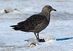 2007 Snow-Hill-Island Luyten-De-Hauwere, South Polar Skua 69.jpg