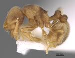 ANTWEB1008361 Formosimyrma lanyuensis.jpg