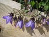 Campanula raddeana (9341554337).jpg