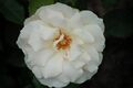 Edelweiß (Poulsen 1969).JPG