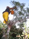 Encosternum delegorguei harvesting.jpg