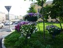 Fontanka Embankment(flowers).jpg