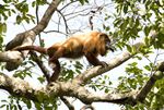 Guyanan red howler 1.jpg