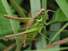 IMG 0582 Tettigoniidae.jpg