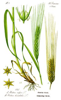 Illustration Hordeum vulgare1.jpg