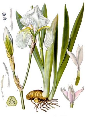 Iris pallida - Köhler–s Medizinal-Pflanzen-079.jpg